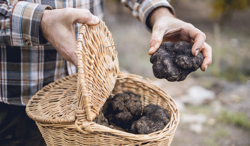 AUSTRALIAN TRUFFLE INDUSTRY