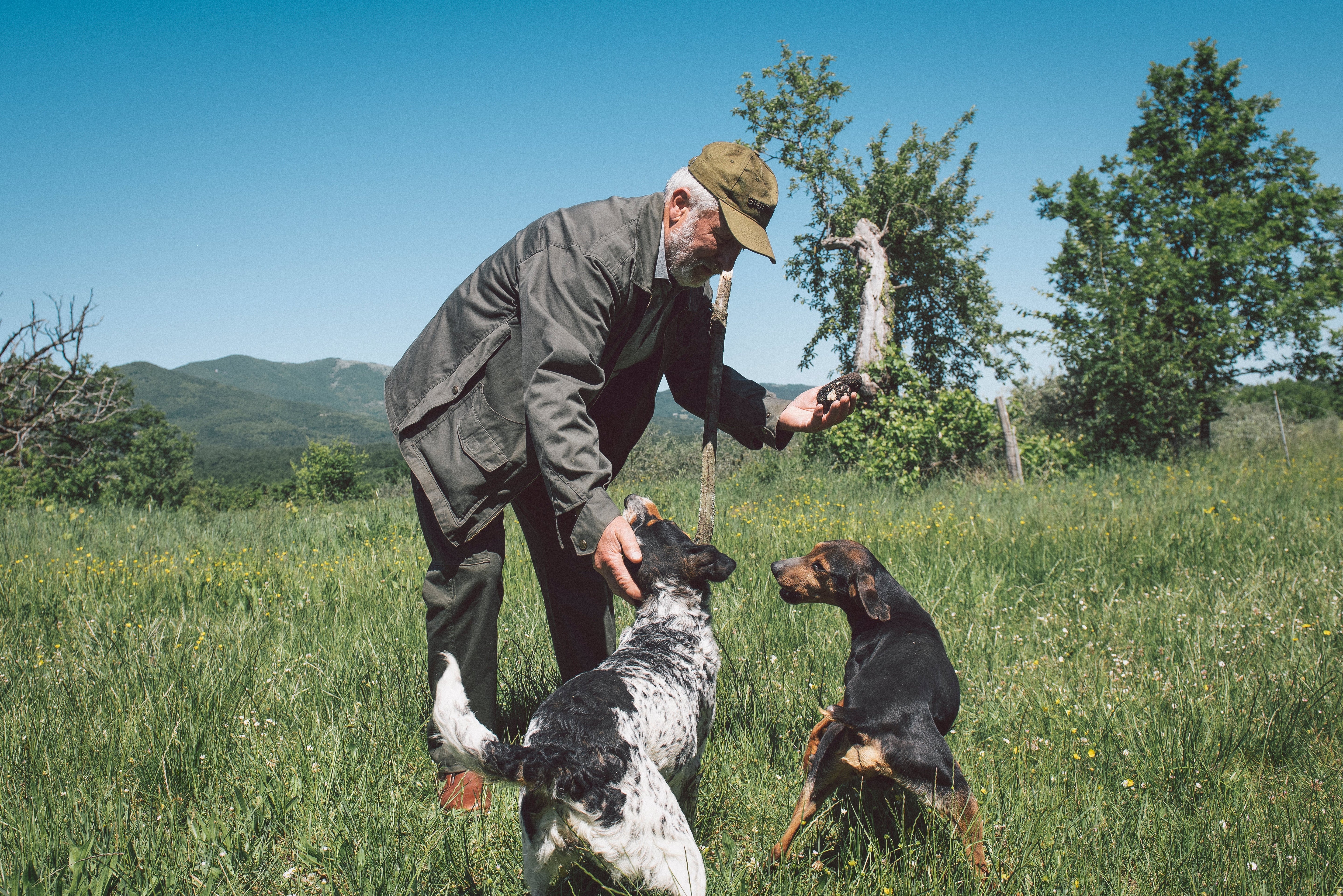 Meet The Truffle Dogs