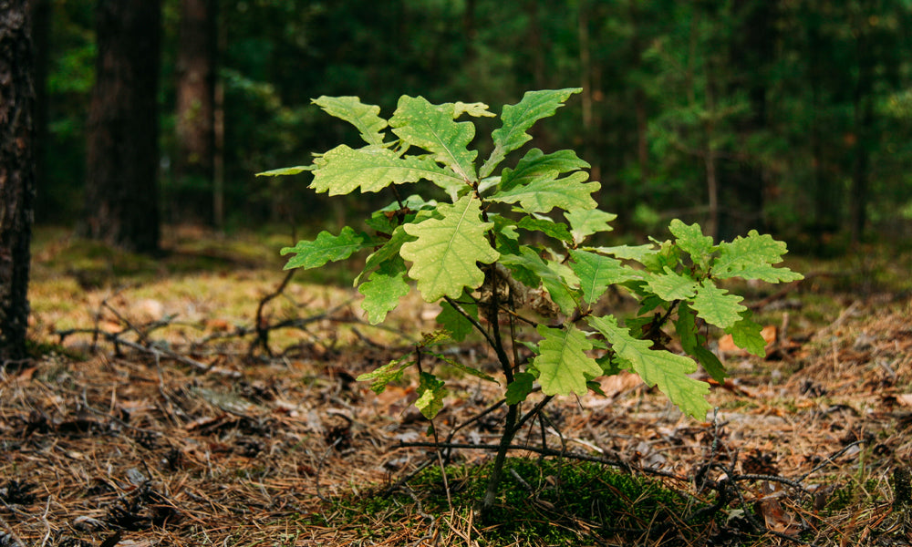 EARTH DAY INITIATIVE