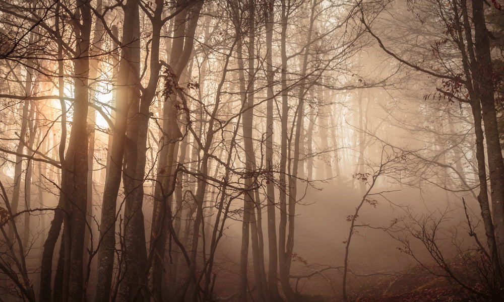 How Do Truffles Grow?