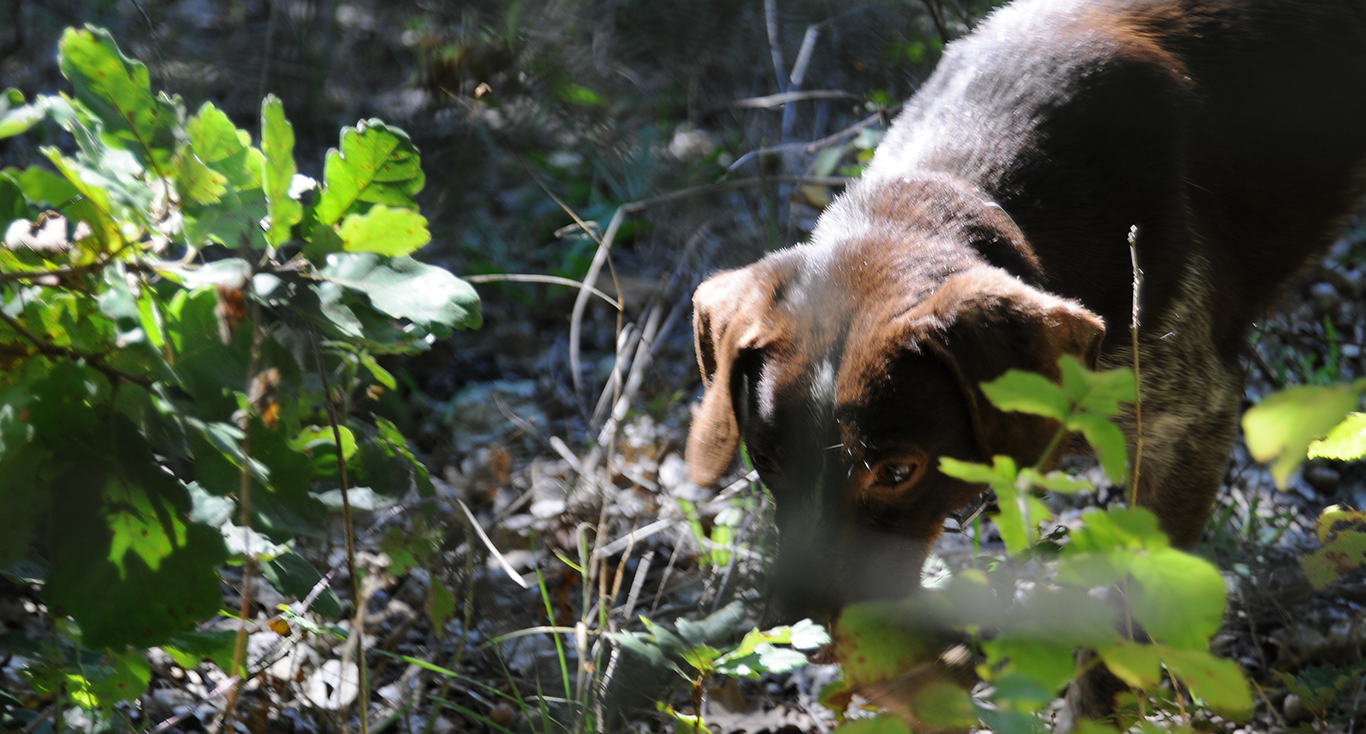 TYPES OF FRESH TRUFFLES