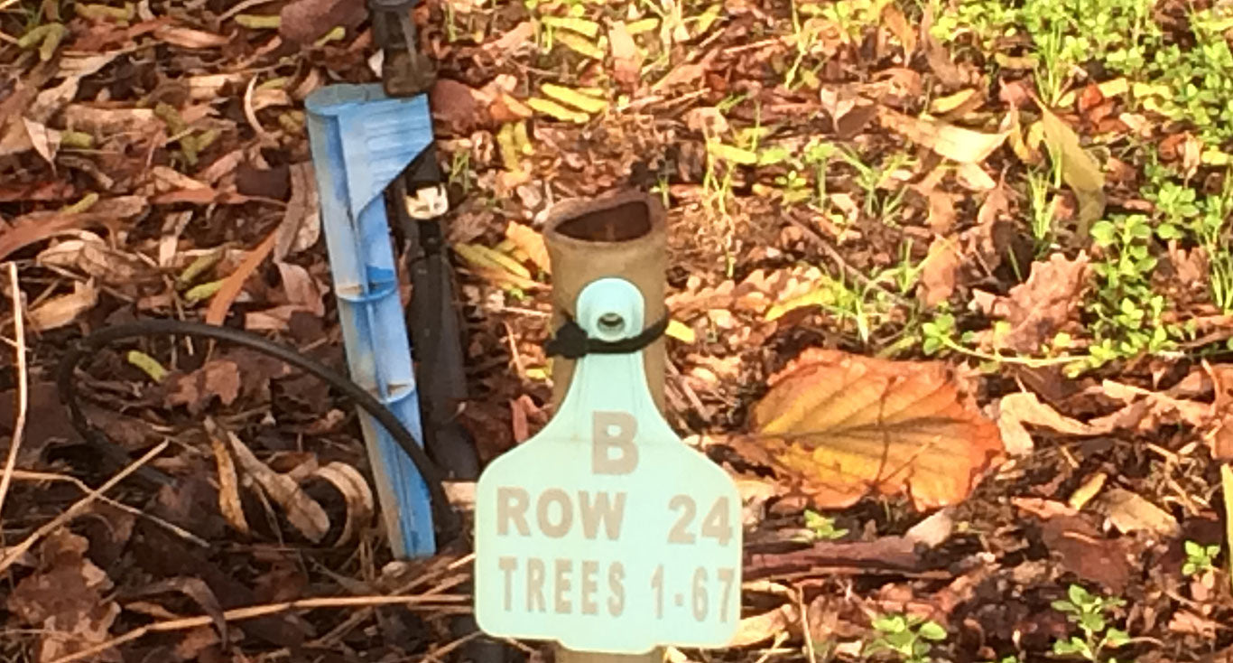 HOW LONG DOES IT TAKE TO GROW A TRUFFLE?