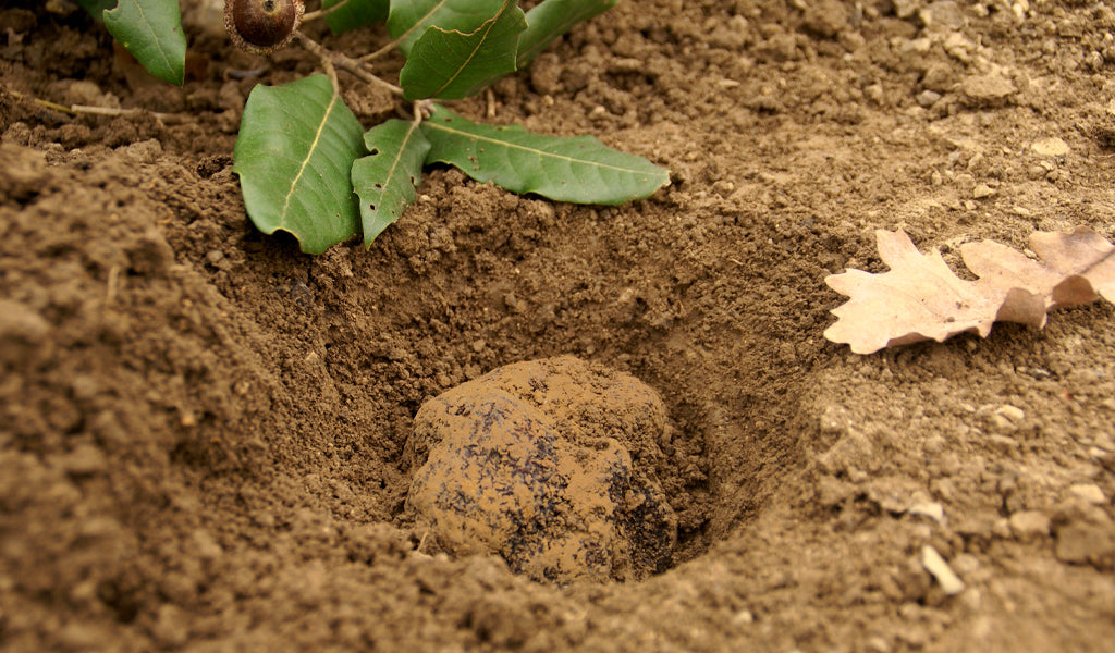 WHERE DO TRUFFLES GROW?