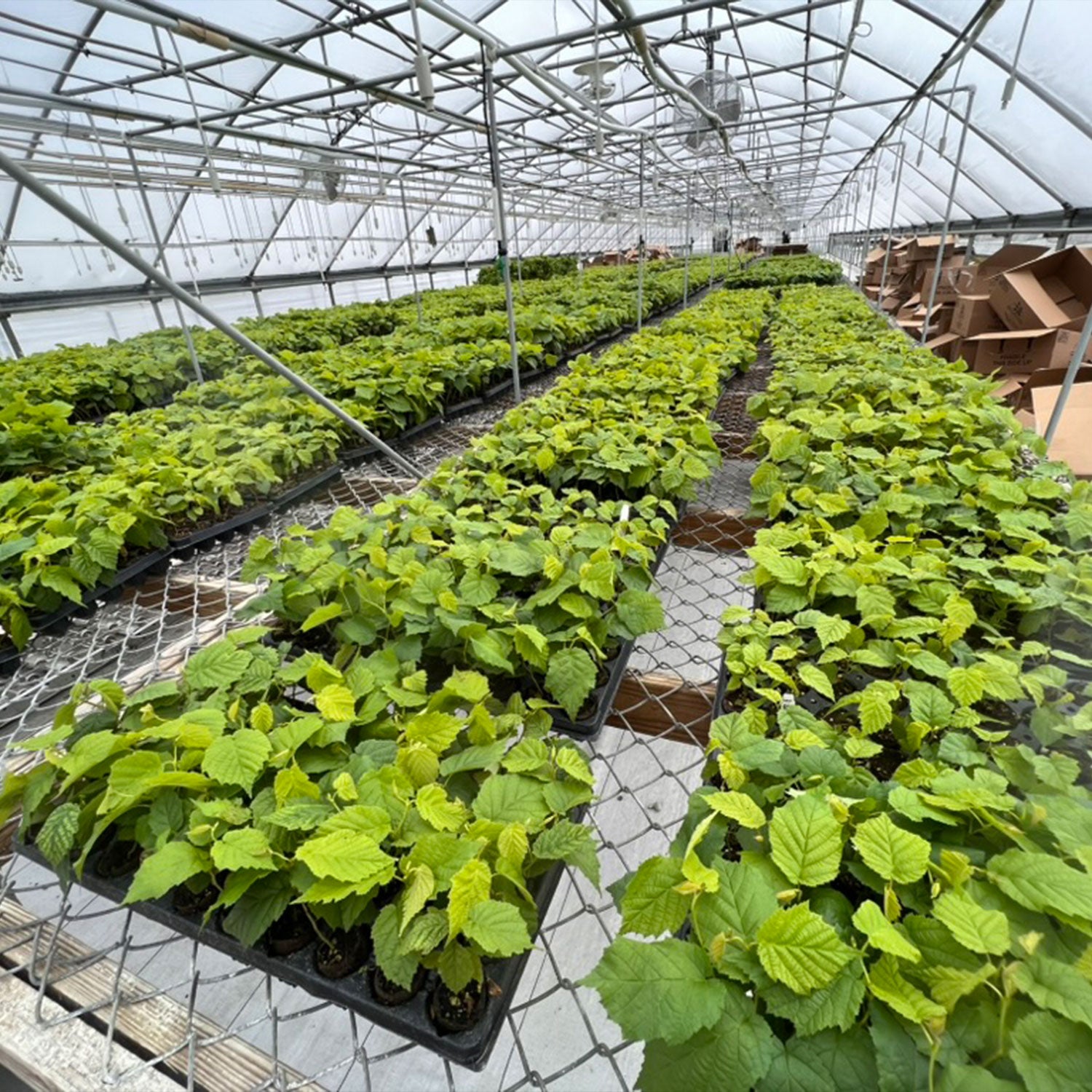 a greenhouse with many plants