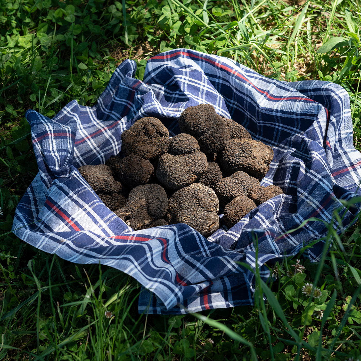 a pile of poop balls in a blue and white plaid cloth