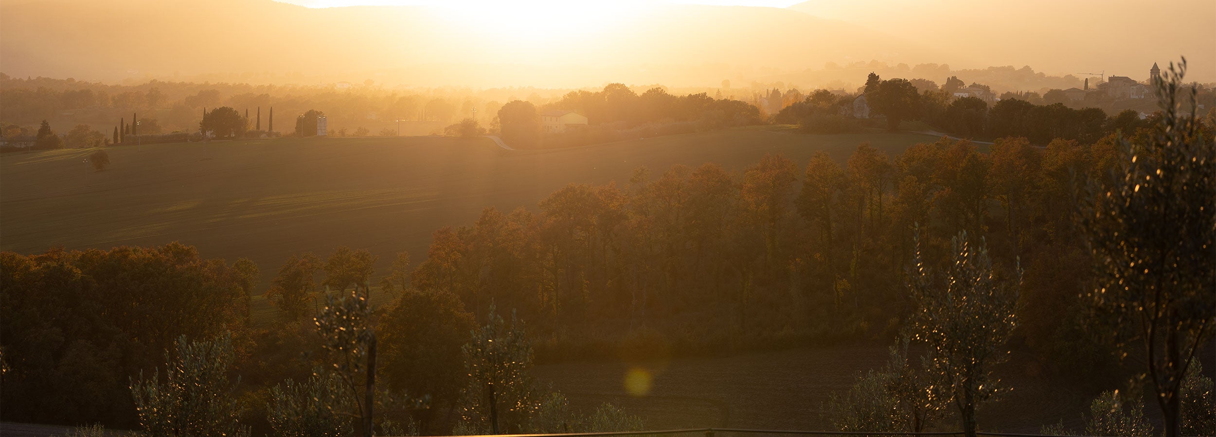 a landscape with trees and a sunset