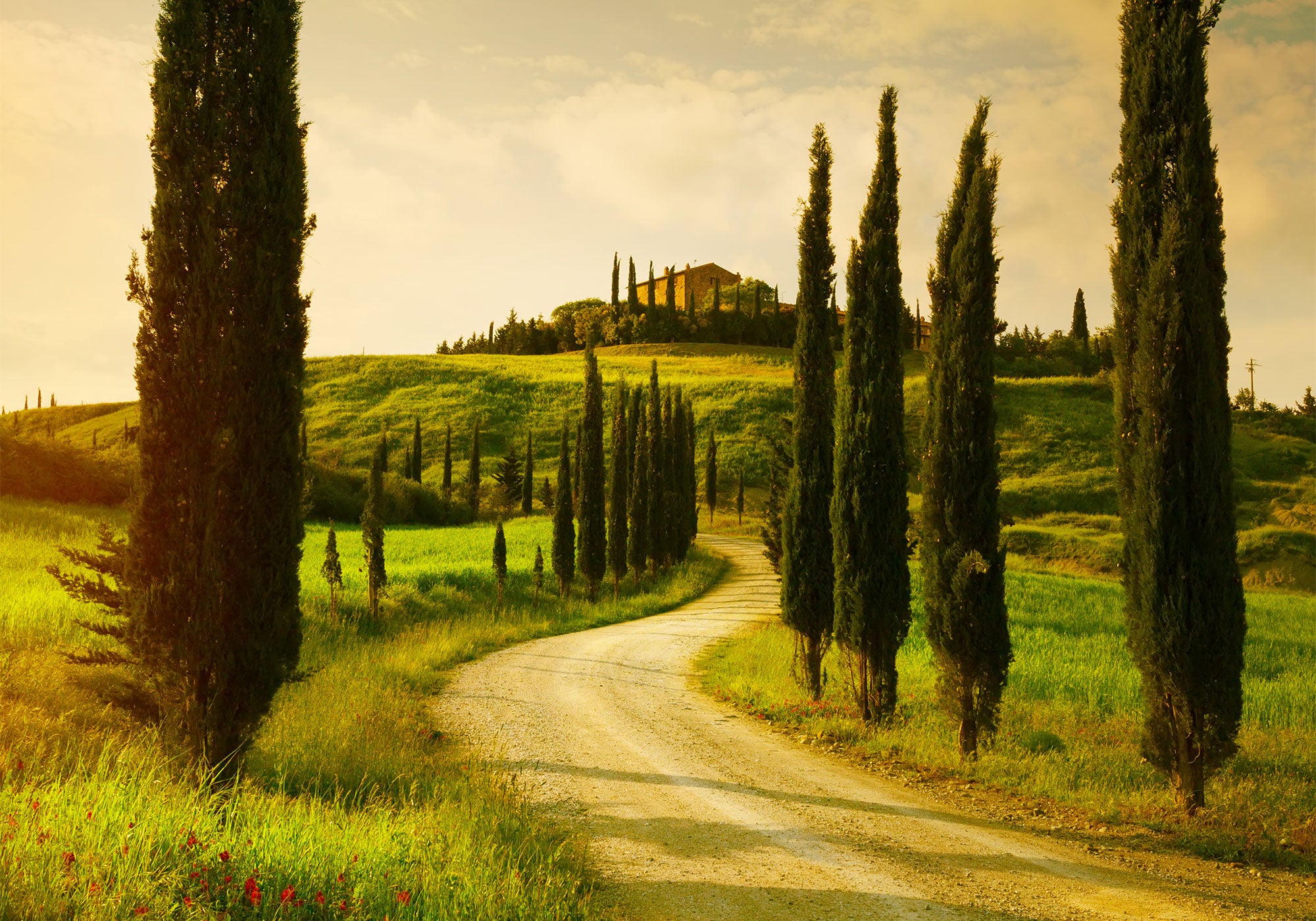 a road with trees on the side