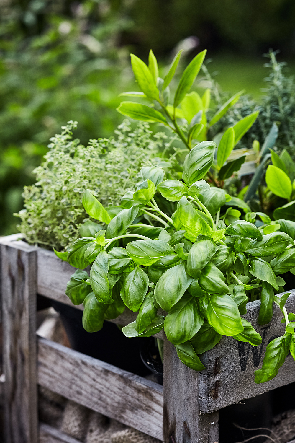 Pairing Fresh Herbs with Truffles