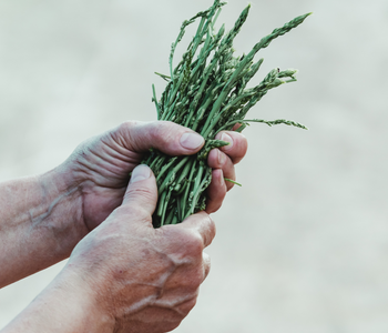 Umbria Unearthed: Exploring Truffle and Asparagus Hunting in Italy