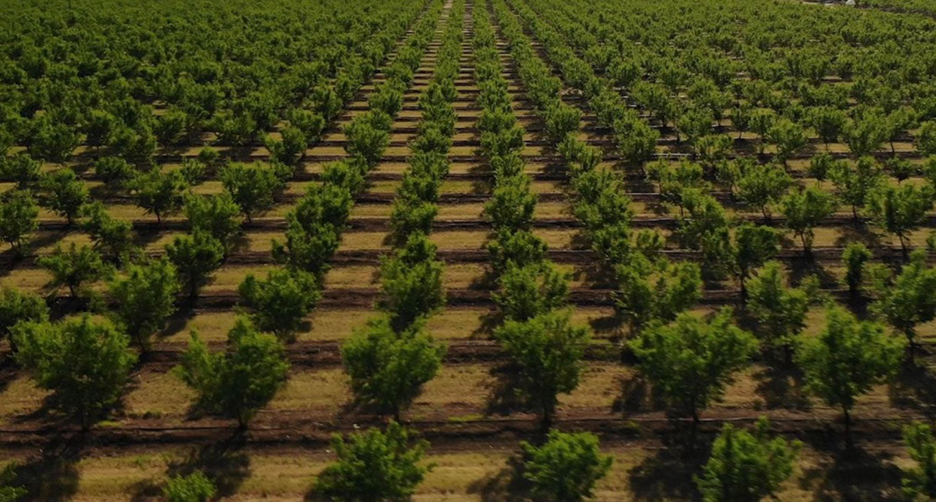 WHAT LAND CAN GROW TRUFFLES?