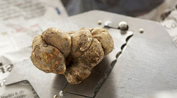 Truffle Prices Double to $3,200 a Pound