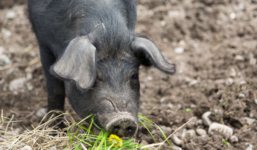 PIGS: THE OG TRUFFLE HUNTER