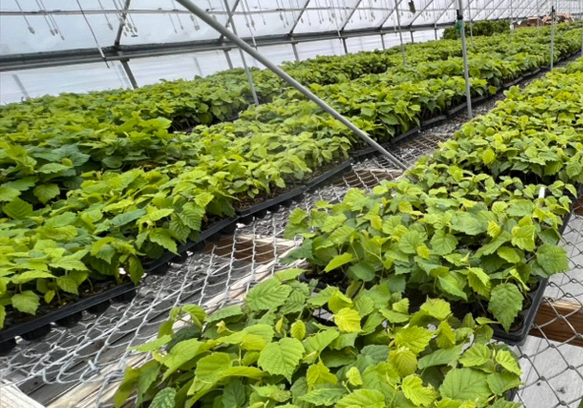 a greenhouse with plants in it