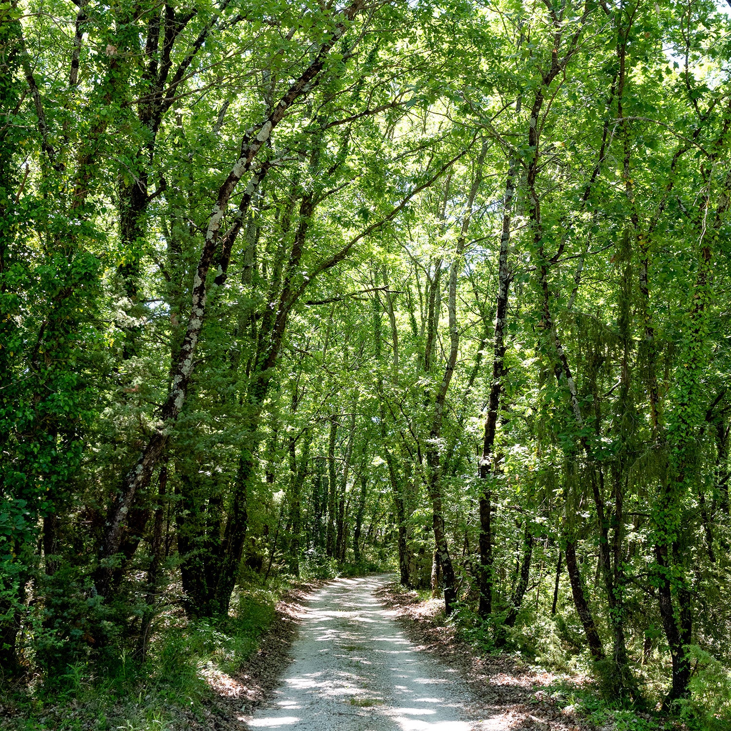 a dirt road through a forest