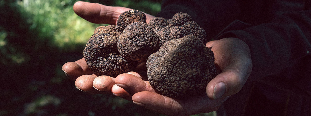a person holding a pile of black truffles