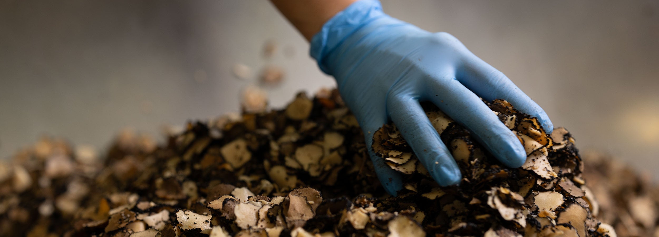 a hand in a glove holding a pile of mushrooms