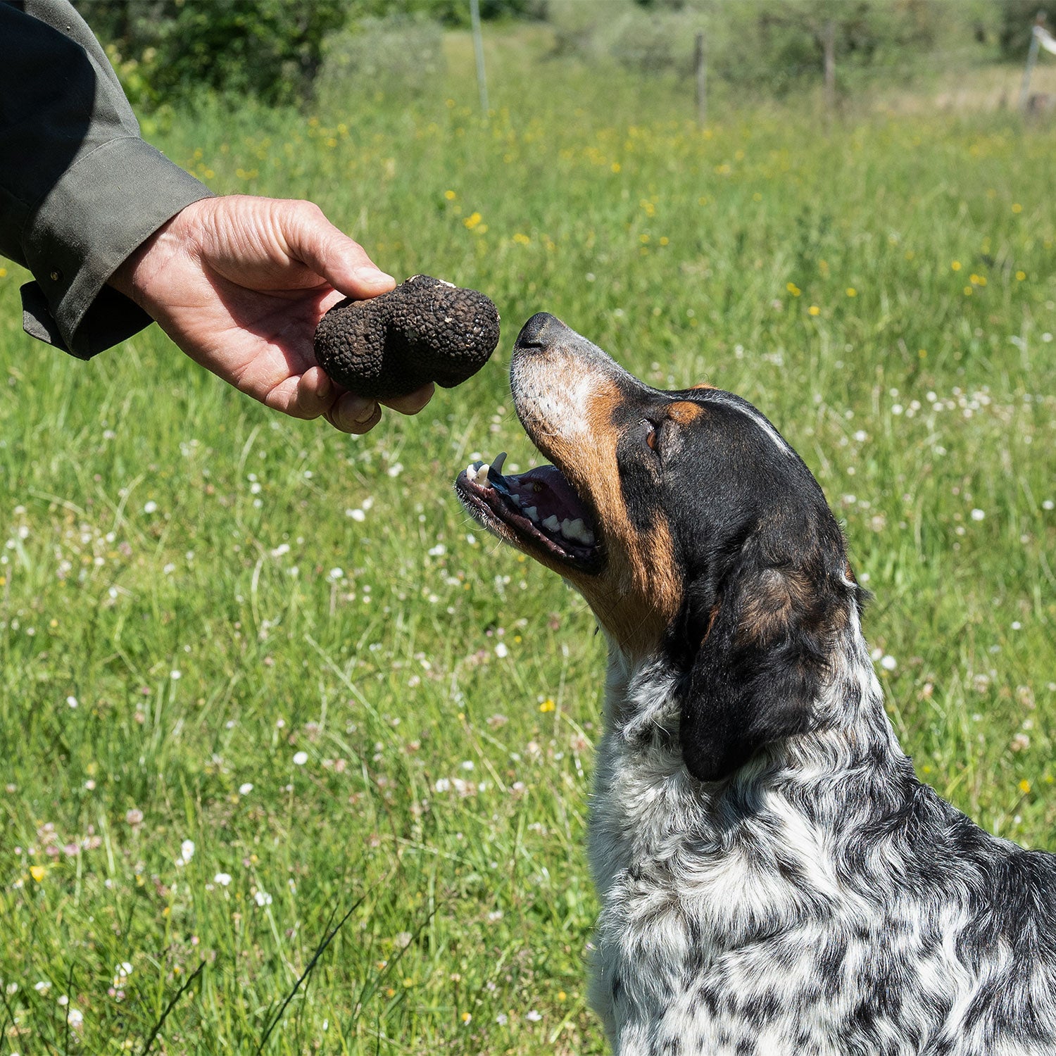 a dog being given a poop