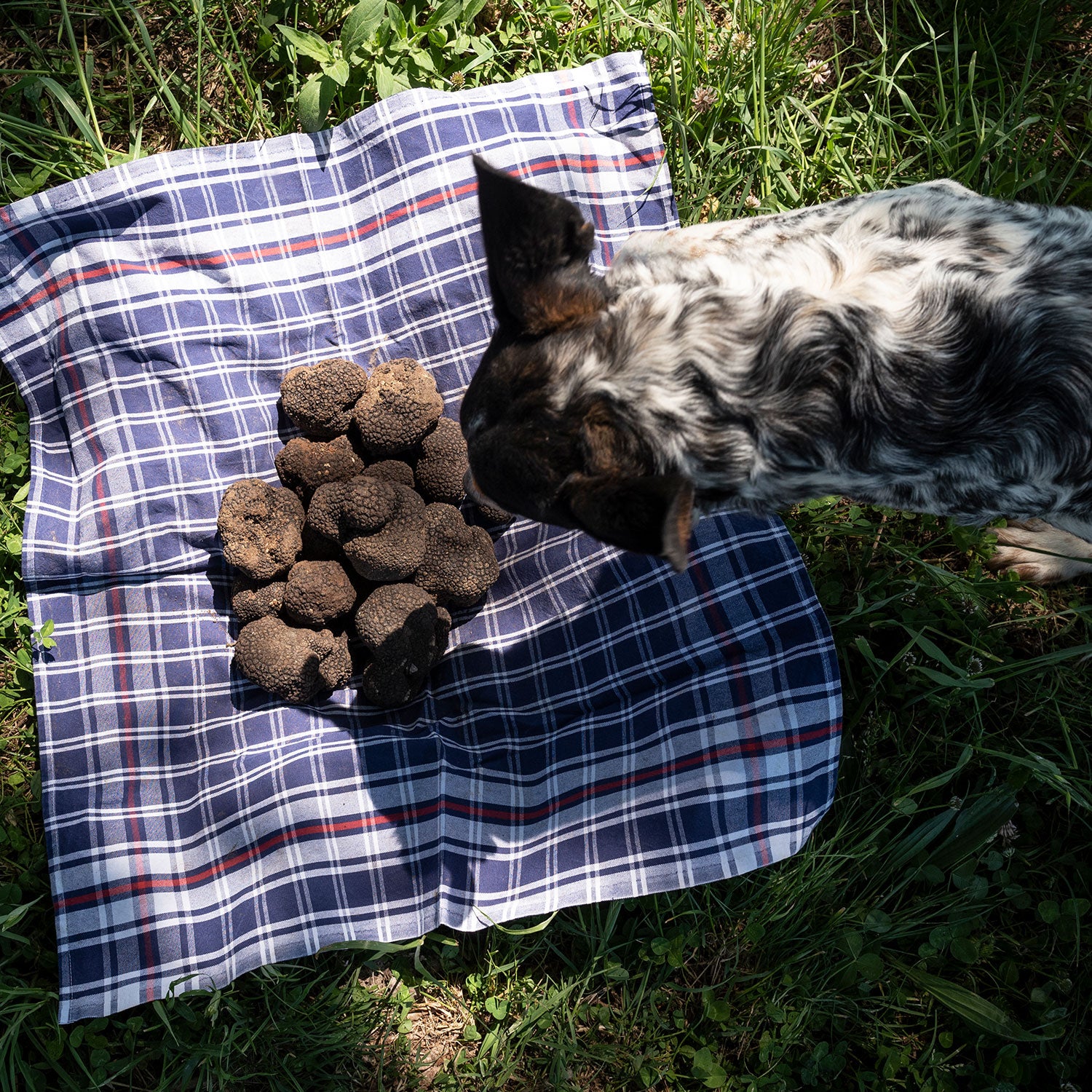 a dog looking at a pile of poop
