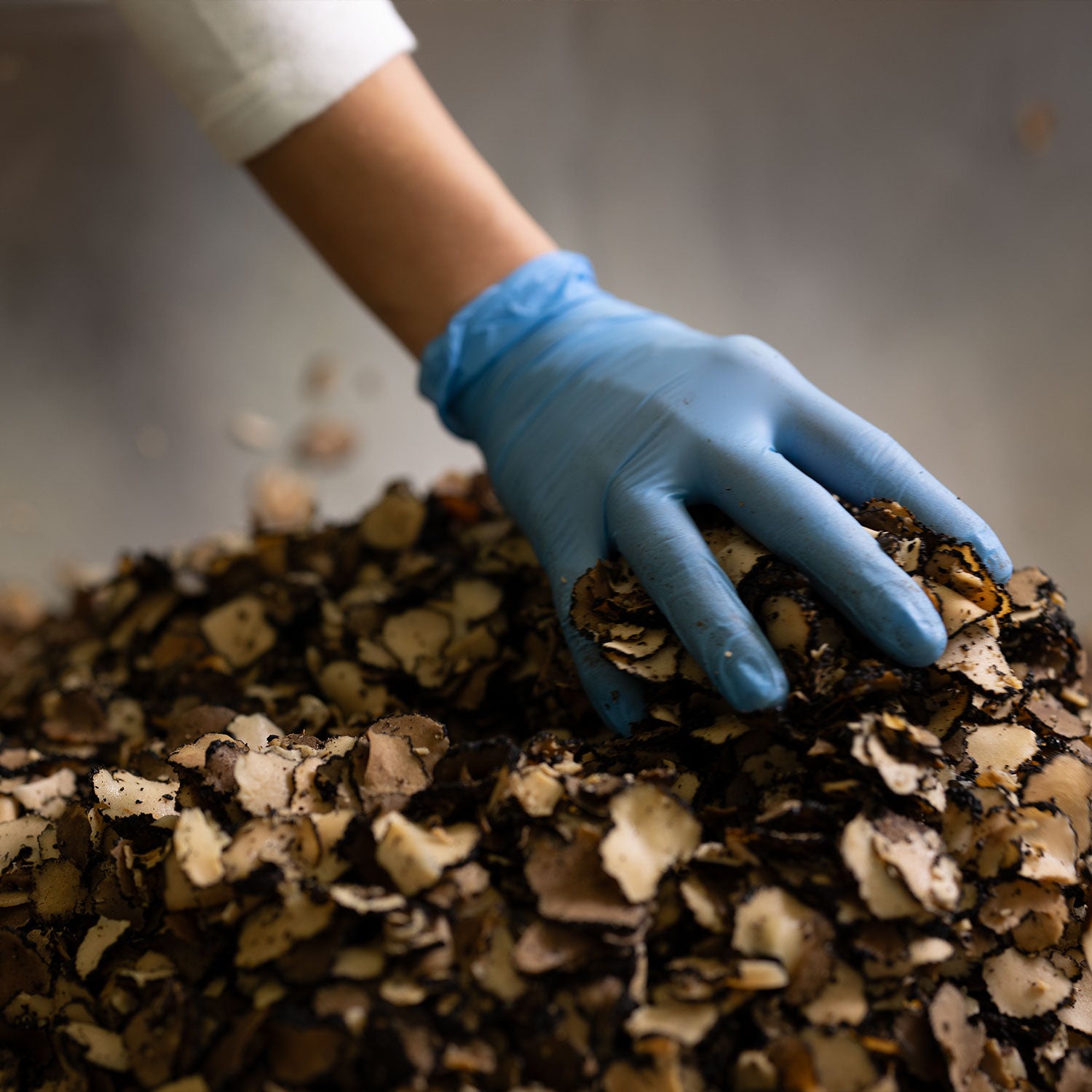 a person's hand in a blue glove holding a pile of mushrooms